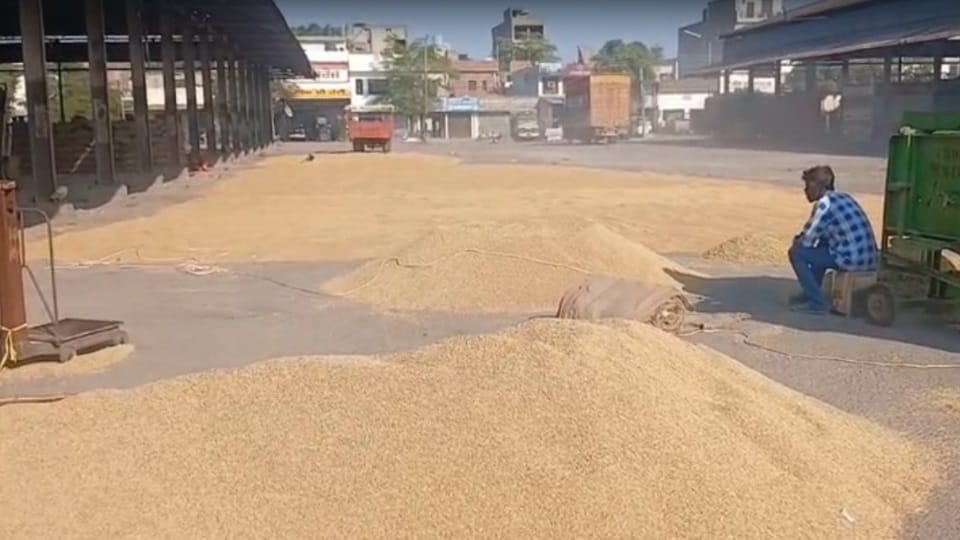 Government procurement of paddy in Punjab begins today 1887 mandis 180 lakh tonnes five lakh gunny bags
