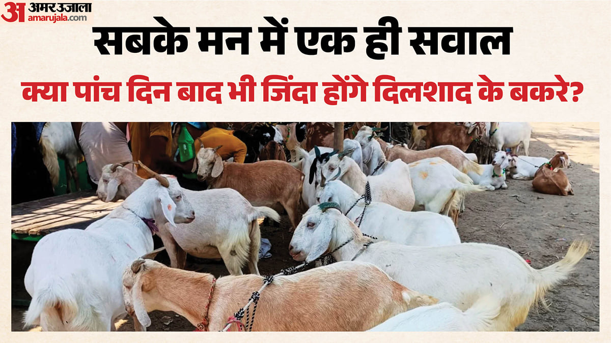खतरे में 18 बकरे-बकरियों की जान: एक गाड़ी और रात का अंधेरा, दीवार तोड़कर चोरों ने किया ये बड़ा कांड