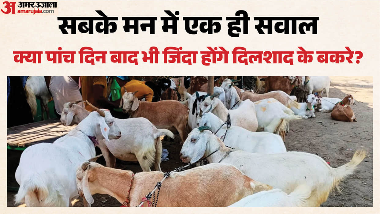 18 goats stolen after wall broken down in Dadri