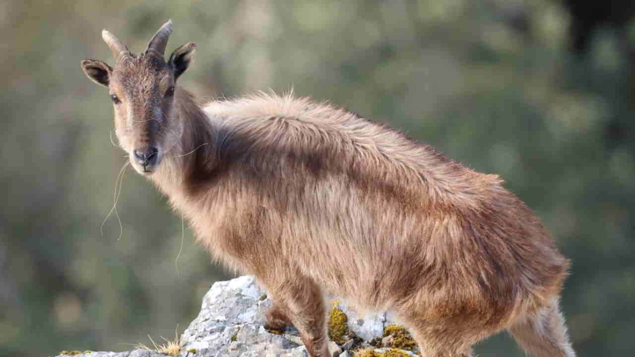 चोपता क्षेत्र में मौजूद हिमालयन थार।