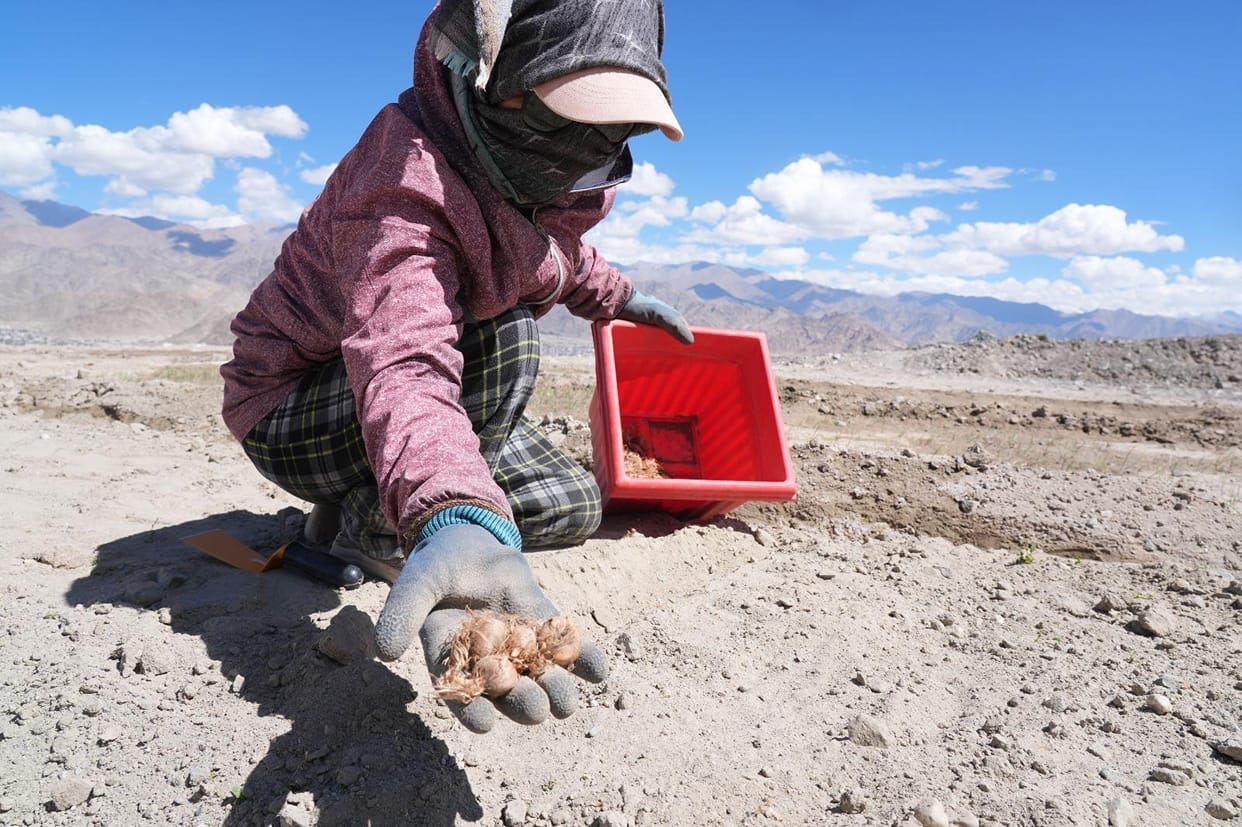 The barren land of Ladakh will be fragrant with the aroma of saffron.