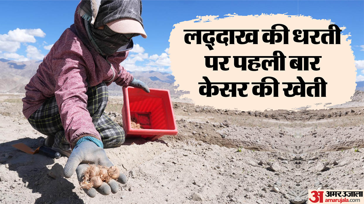 The barren land of Ladakh will be fragrant with the aroma of saffron.