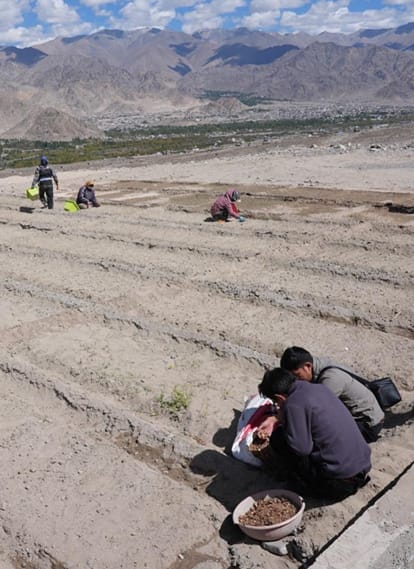 The barren land of Ladakh will be fragrant with the aroma of saffron.