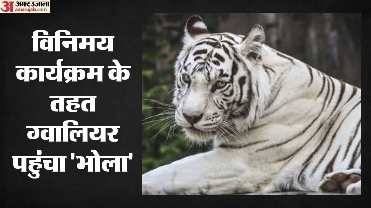 Blue-eyed white tiger reaches Dehradun from 556 km away