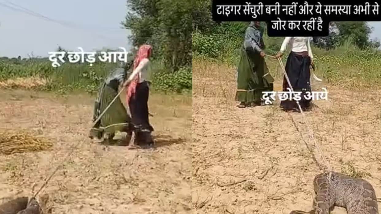 Dangerous Long Python Was Dragged Away With A Rope By Women In Rajasthan Field Find Out In Viral Video