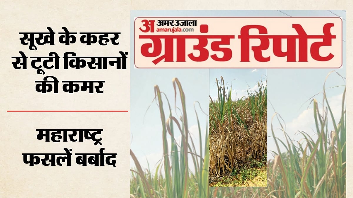 महाराष्ट्र के किसानों की अंतहीन पीड़ा: फसल से ही घर खर्च, बच्चों की पढ़ाई सबकुछ होनी थी; अब कुछ नहीं बचा