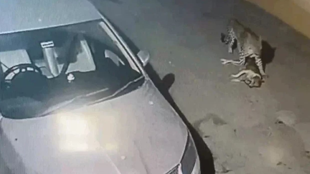 Udaipur Leopard Sighting Hunts Dog in Residential Area Movement Captured on CCTV