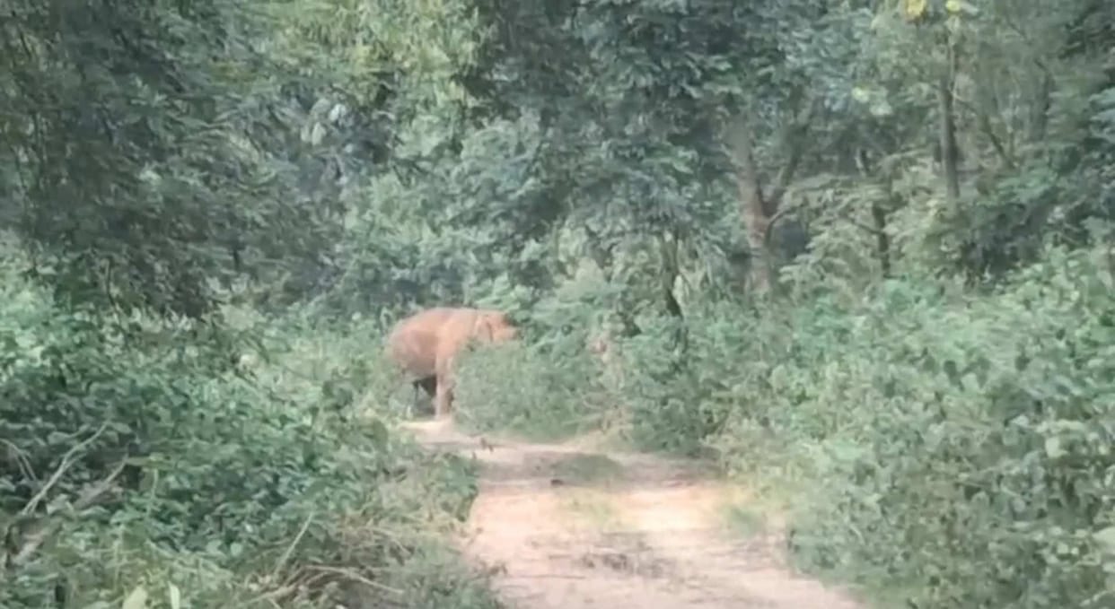 Wild elephant enters Harli Health Centre in Hazaribagh; smashes doors, windows, and water tank.