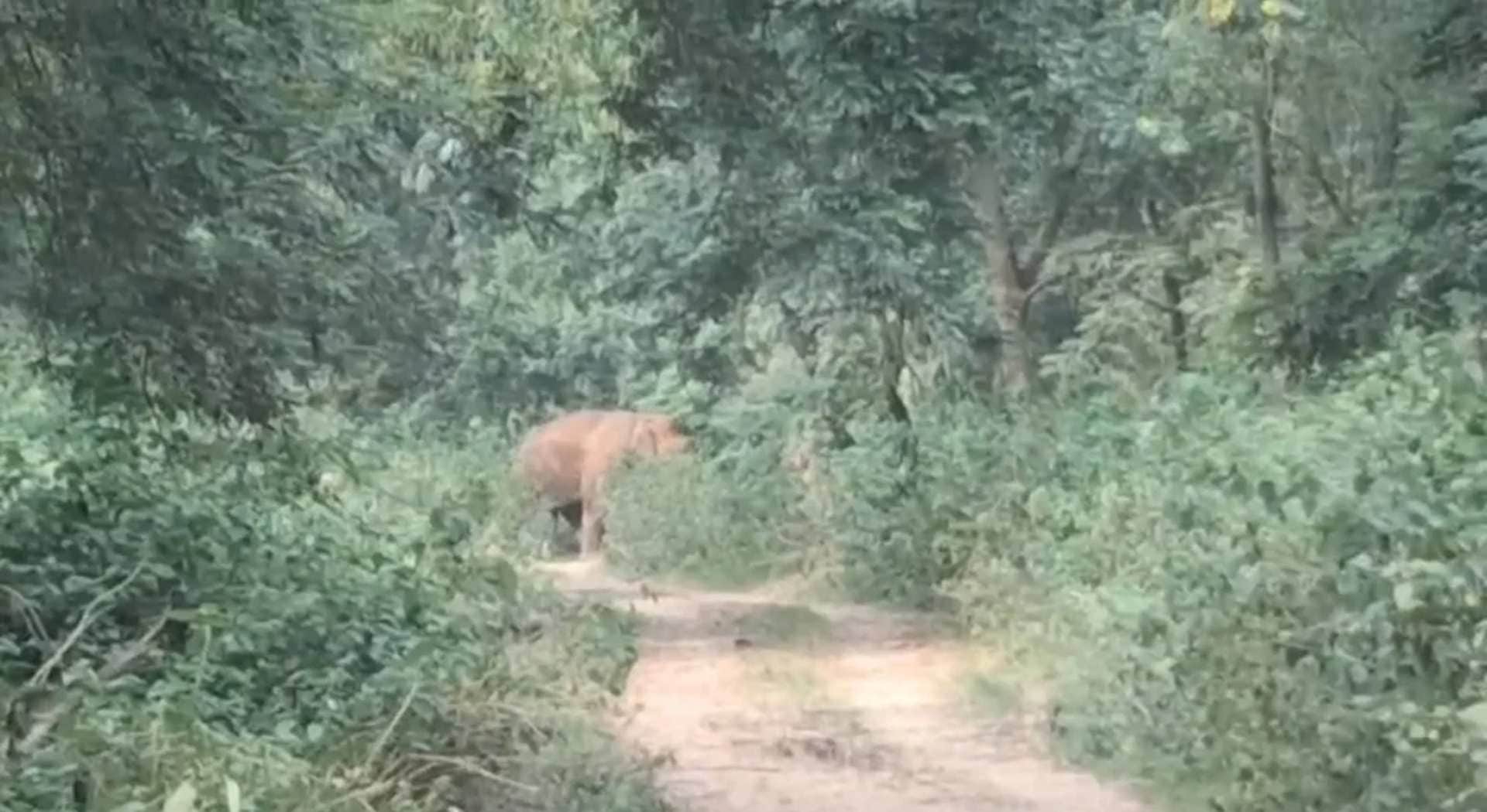 जंगल-खेत के बाद स्वास्थ्य केंद्र में घुसा जंगली हाथी