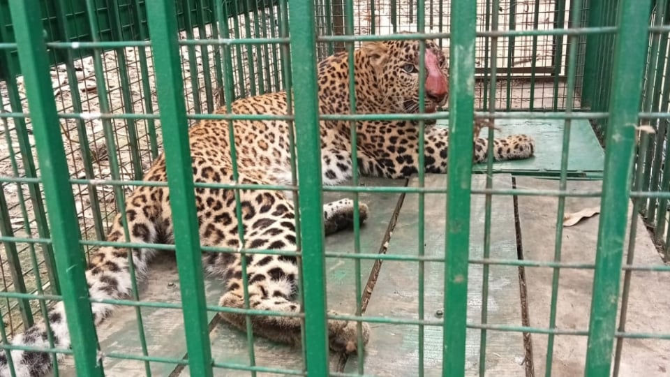 Bijnor: Leopard gets trapped in a cage while trying to get to a chicken
