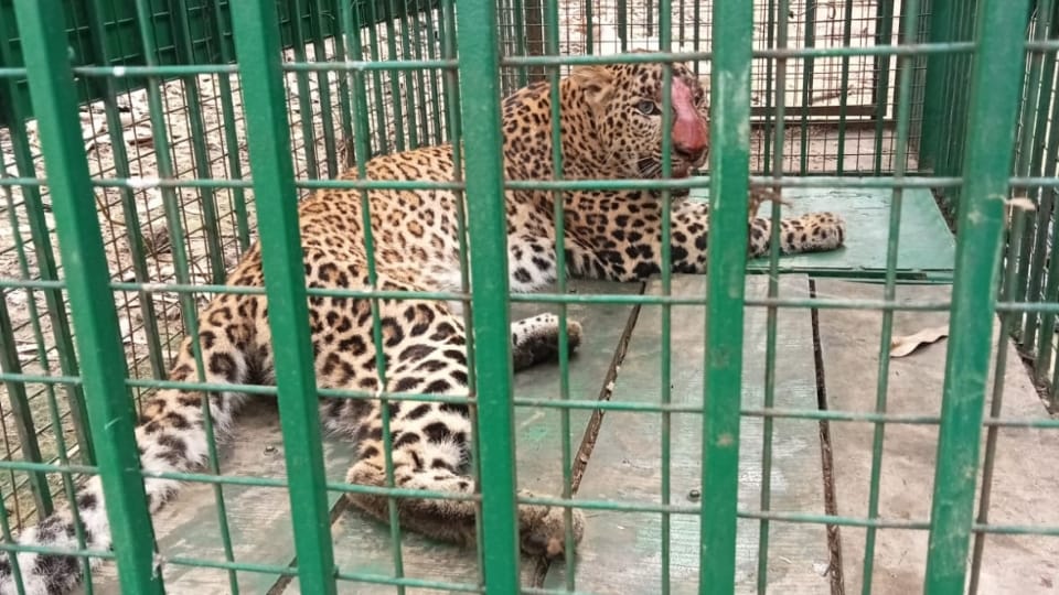 Bijnor: Leopard gets trapped in a cage while trying to get to a chicken