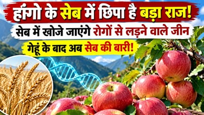 सांकेतिक तस्वीर।
