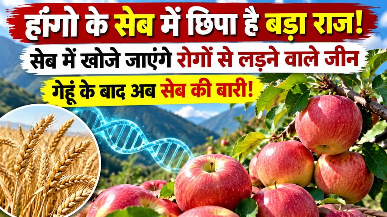 kinnaur hango wheat disease resistant genes apple varieties research