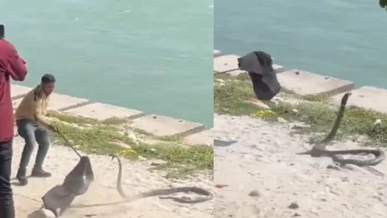 viral king cobra rescue kankhal haridwar viral video