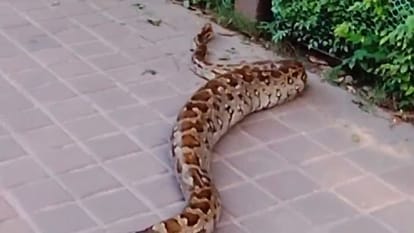 बंदर को जिंदा निगल गया अजगर