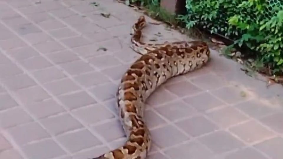 Python swallows monkey at Taj's East Gate.