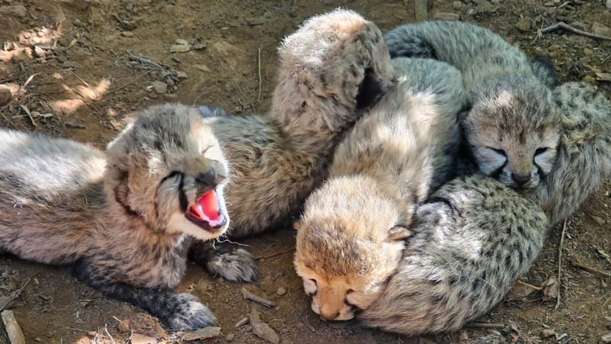 MP: Cheetah Cubs Born in Kuno, 5 New Arrivals Take India's Cheetah Count to 60