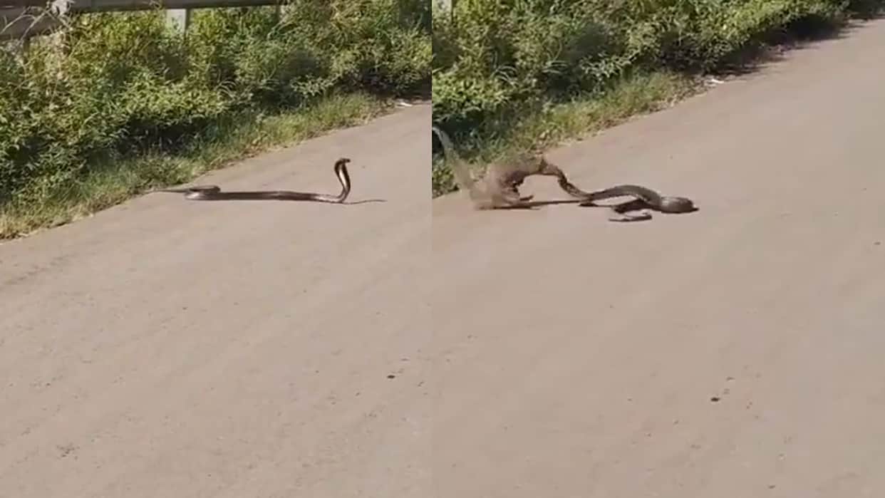 cobra mongoose fight video viral saanp nevala ki ladai ka video