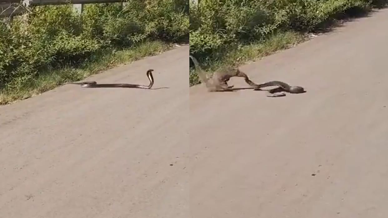 cobra mongoose fight video viral saanp nevala ki ladai ka video