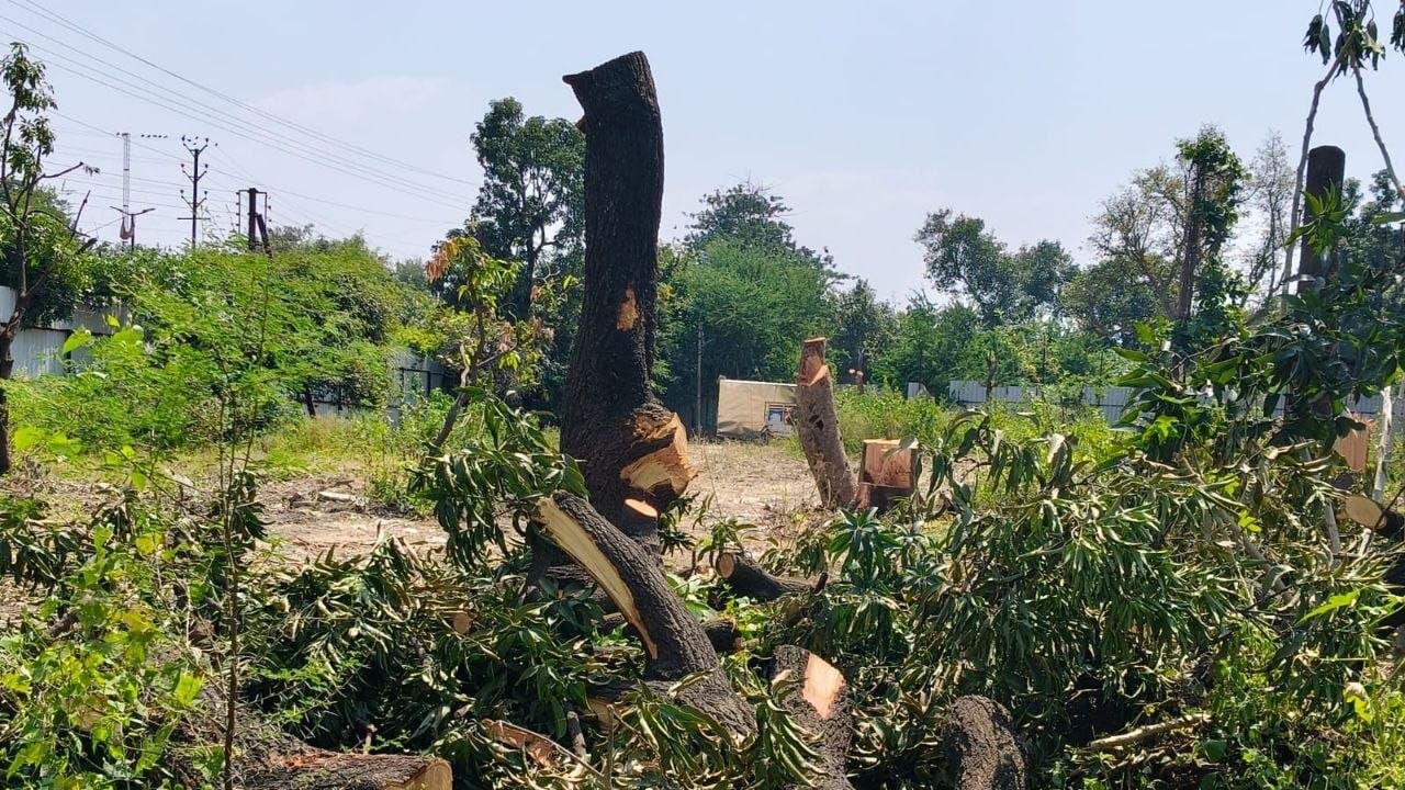 indore-mog-lines-tree-felling-controversy-environmentalists-protest