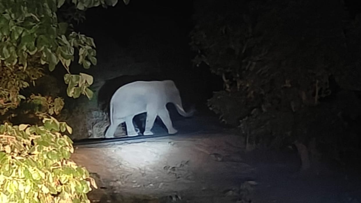 Shahdol Wild Elephant Separates from Herd and Wanders Into Madhya Pradesh from Chhattisgarh Alert Issued