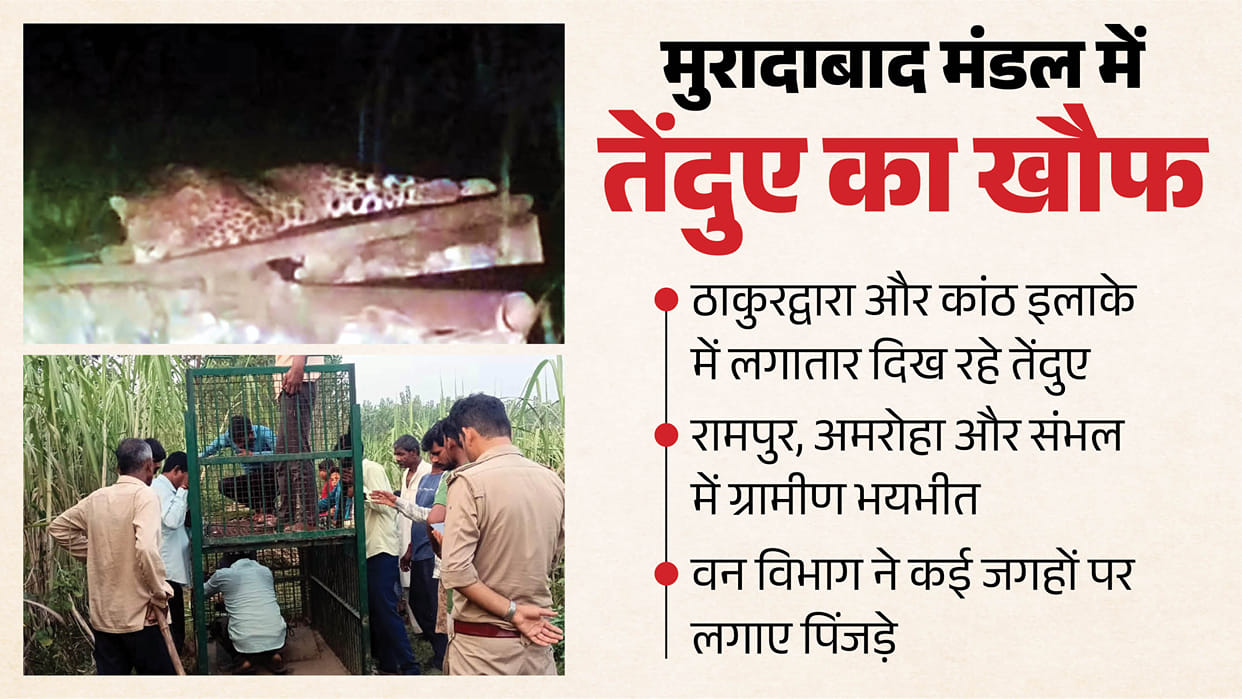 Leopard terror in Moradabad: Four ferocious big cats spotted again in Kanth sugarcane fields