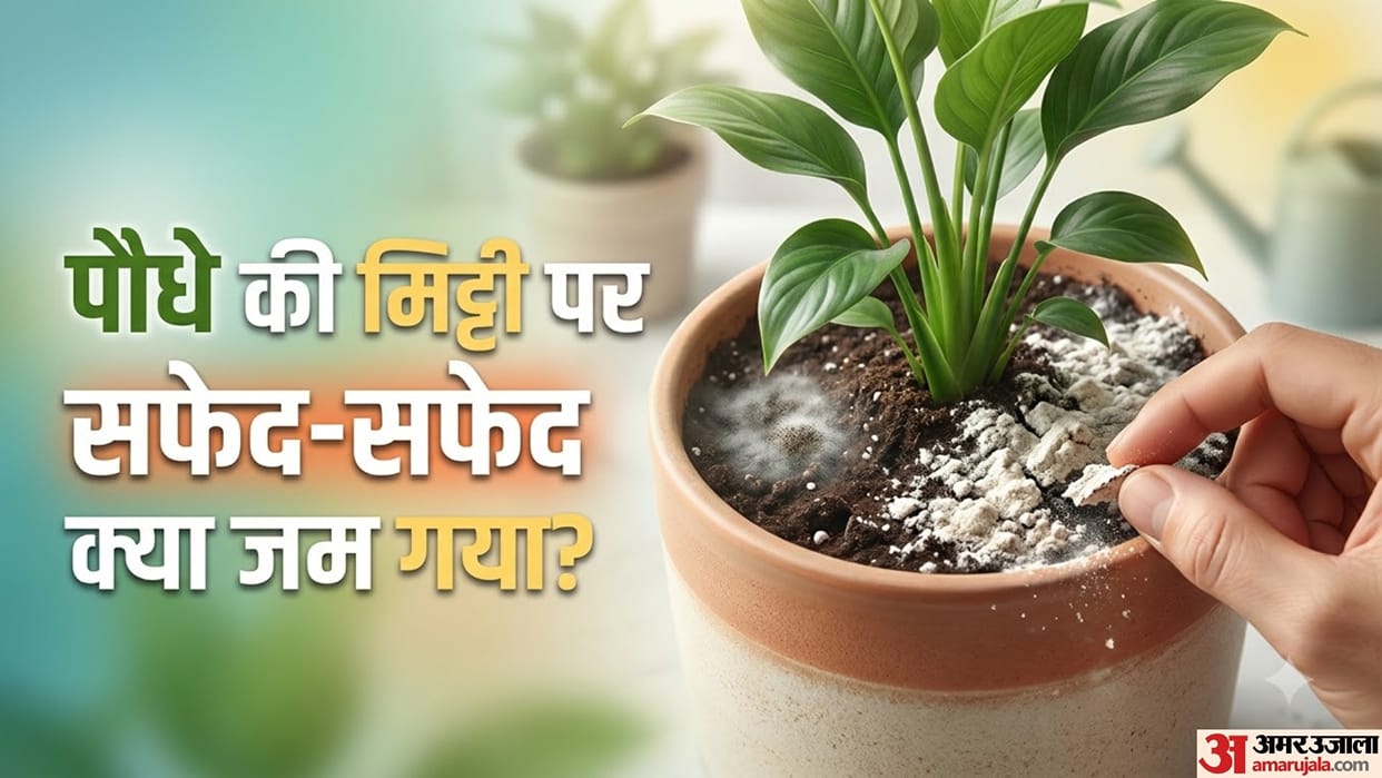 White Layer on Plant Soil: Is It Really Mold Know the Actual Reason
