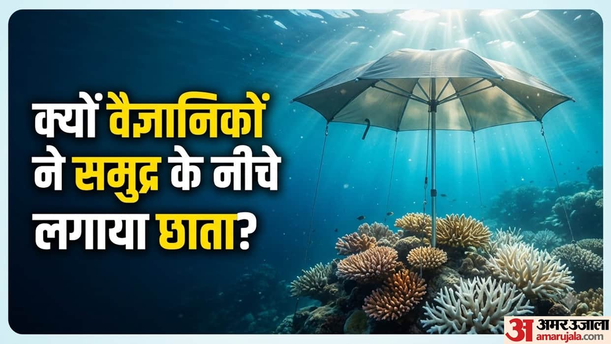 Scientists Put Underwater Umbrellas Under Sea To Protects Corals During Extreme Heat