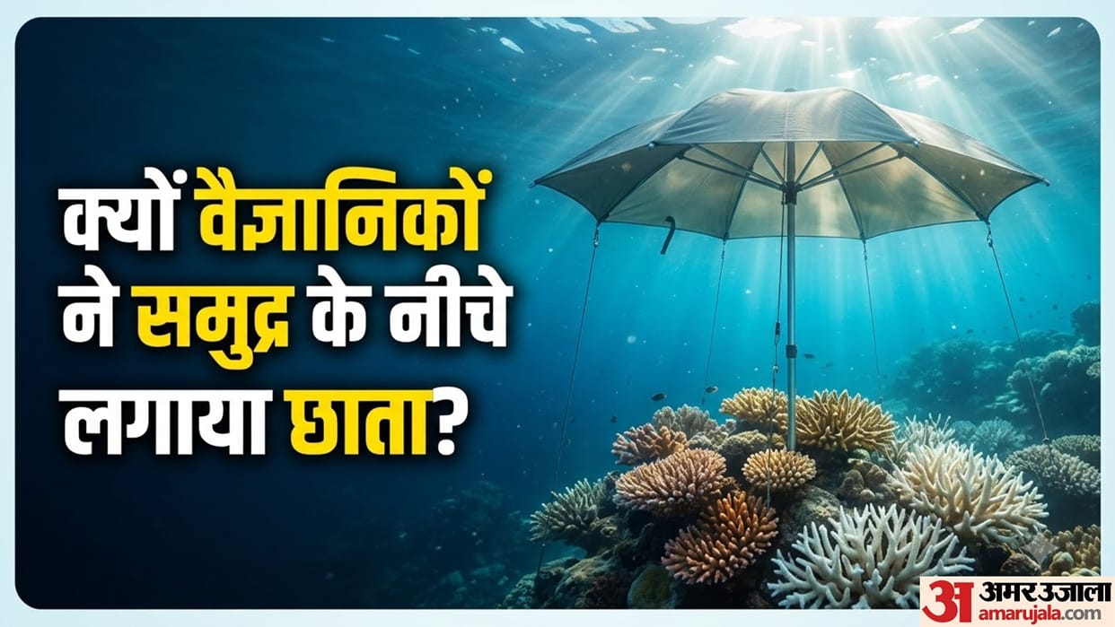 Scientists Put Underwater Umbrellas Under Sea To Protects Corals During Extreme Heat