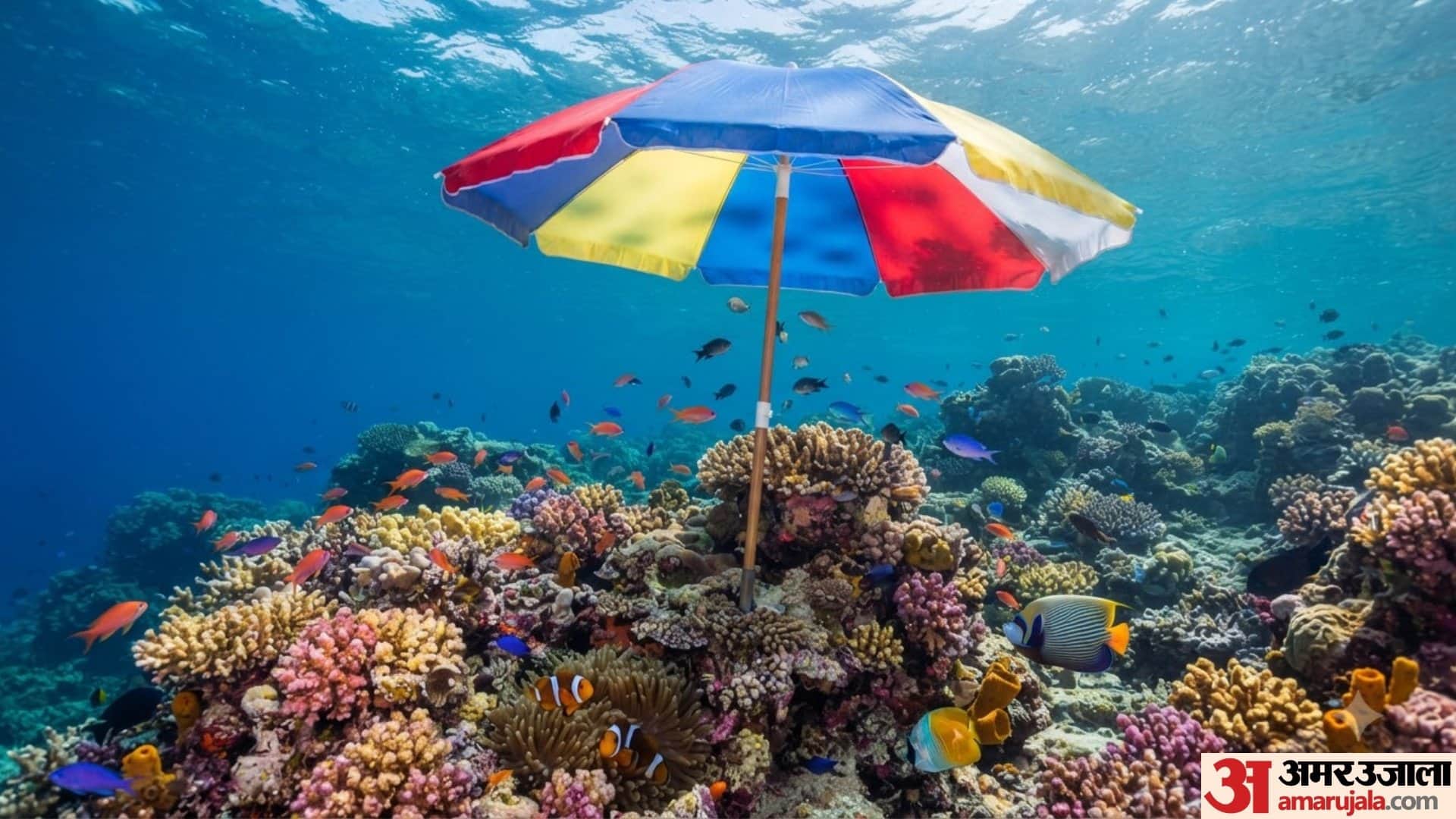 Scientists Put Underwater Umbrellas Under Sea To Protects Corals During Extreme Heat