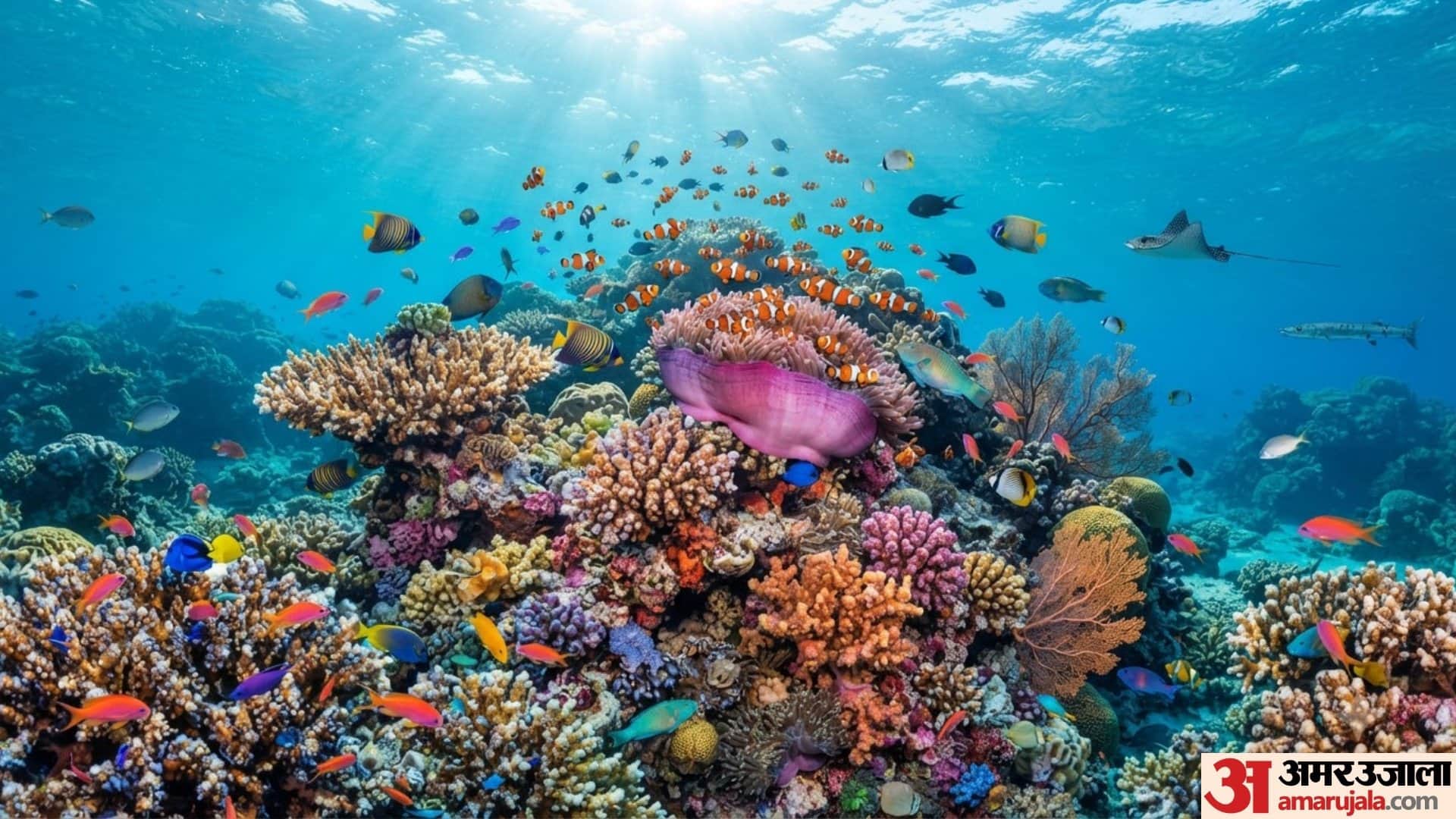 Scientists Put Underwater Umbrellas Under Sea To Protects Corals During Extreme Heat
