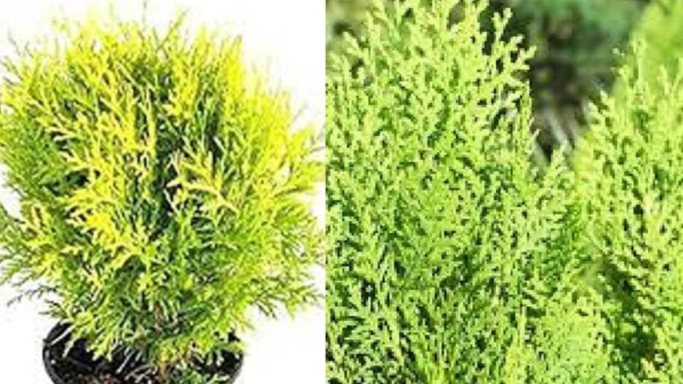 मोरपंखी के पौधे से इलाज: कैंसर कोशिकाओं का काल बनेगा यह हर्बल रसायन, दवा बनाने को वैज्ञानिकों ने बढ़ाया कदम