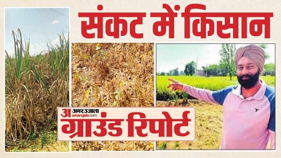 Ground Report Crops are flourishing in Punjab soil beneath is parched groundwater levels have dropped to 300 f