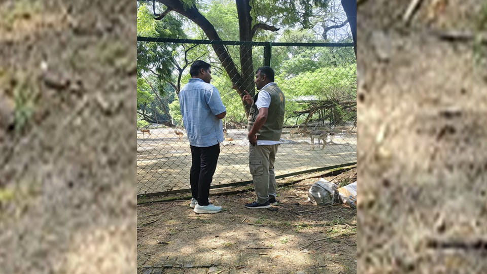 Kanpur: Hemoprotozoa infection at the zoo; four blackbucks die