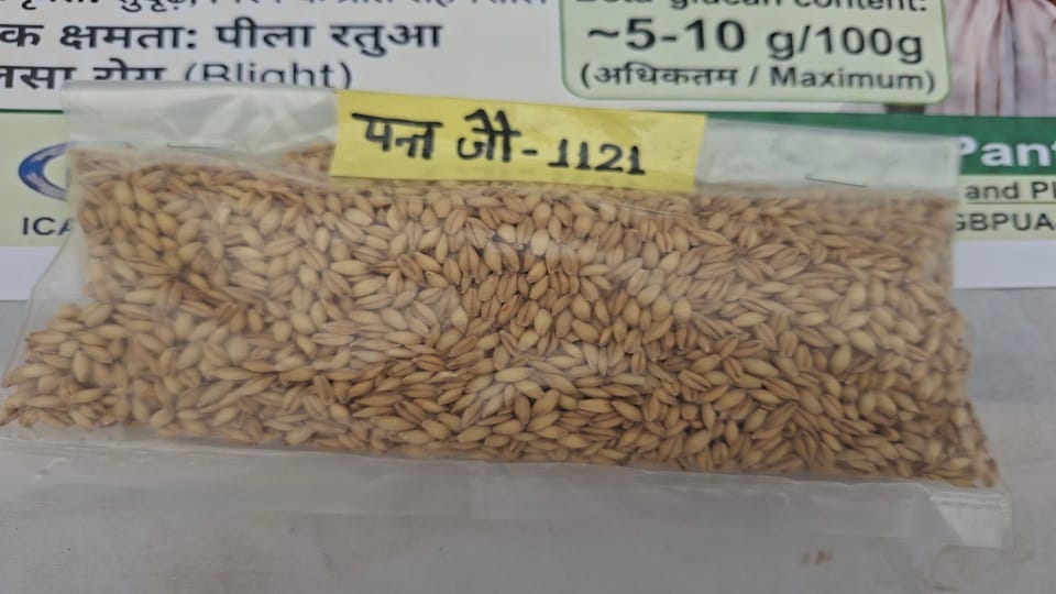 Beat diabetes with a new barley variety