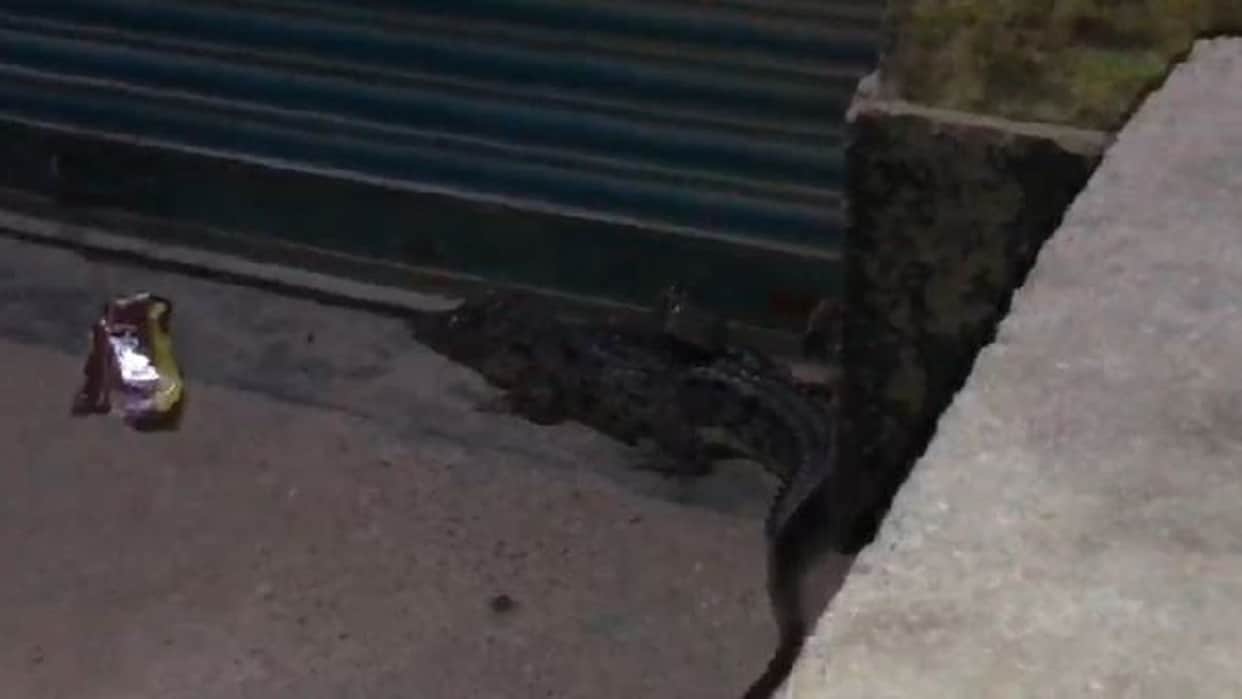 Crocodile reaches grocery store panic spreads among villagers in pilibhit