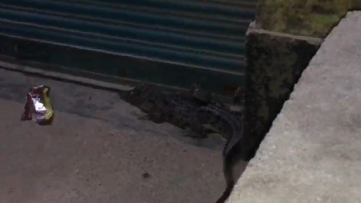 Crocodile reaches grocery store panic spreads among villagers in pilibhit
