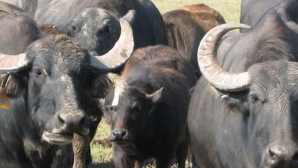 Bhopal: 47 Seized Buffaloes Burden Civic Body, Rs 16 Lakh Spent on Fodder in 10 Months