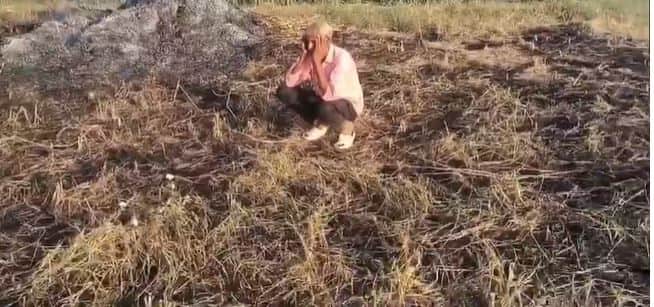 Four Bigha Bajra Crop Destroyed in Fire, Farmer Suffers Heavy Loss
