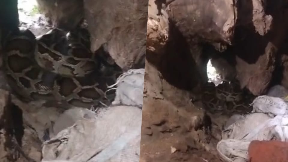 Python found under a tree in a temple complex in Hapur