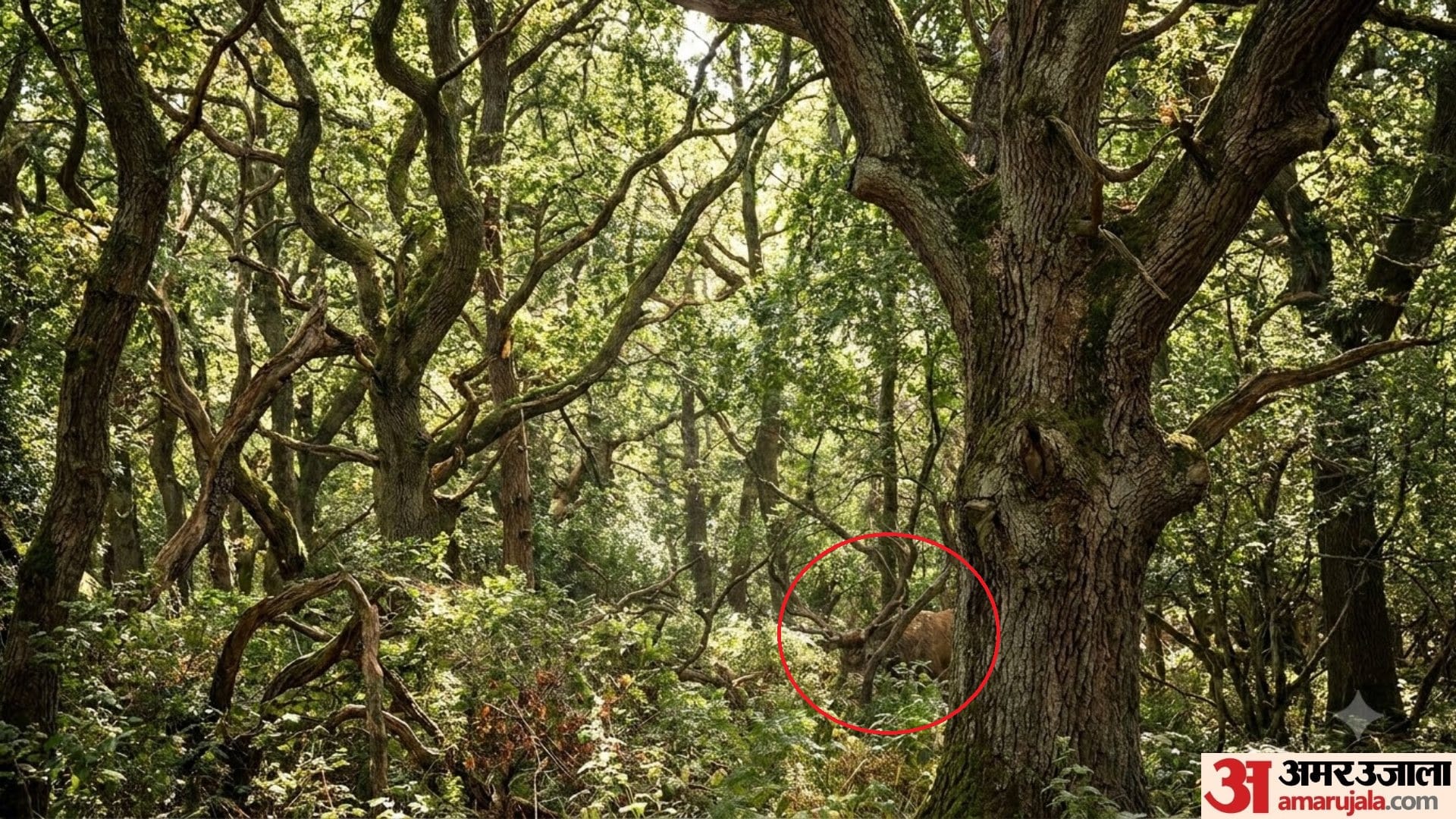 optical illusion find the hidden deer in 25 second brain teaser puzzle challenge