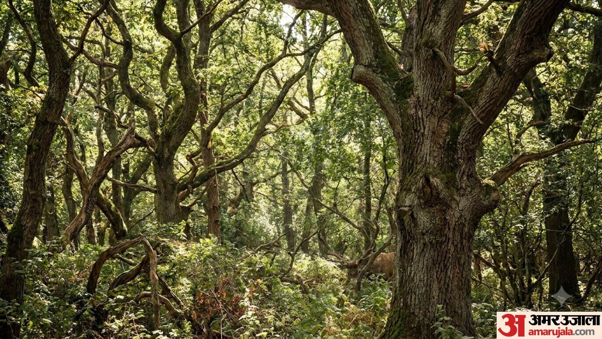 optical illusion find the hidden deer in 25 second brain teaser puzzle challenge