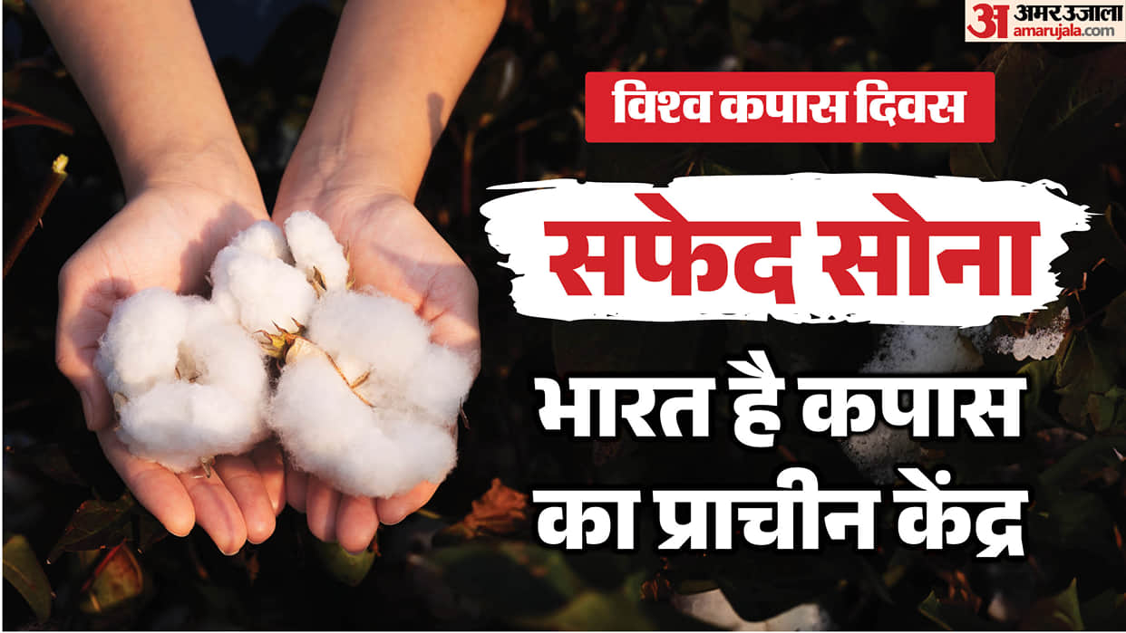 World Cotton Day How Old Is Cotton in India What Is Its Indus Valley Connection and Why It Called White Gold