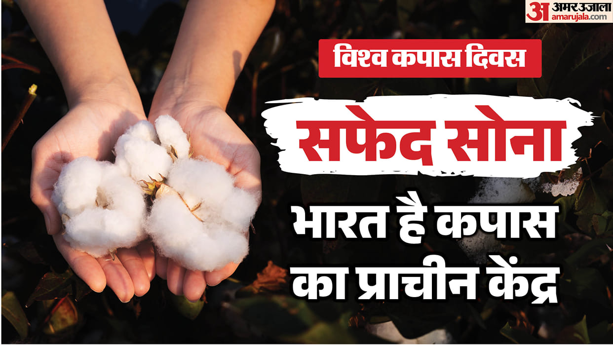 World Cotton Day How Old Is Cotton in India What Is Its Indus Valley Connection and Why It Called White Gold