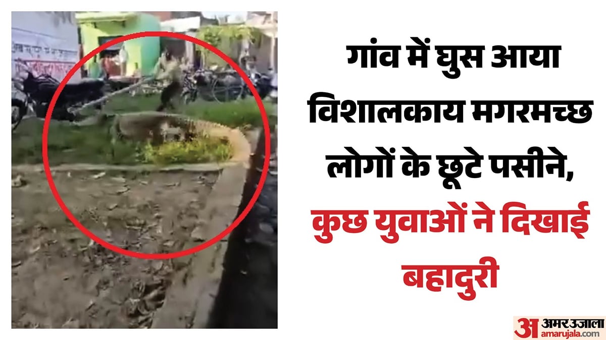 शाहजहांपुर: रिहायशी इलाके में घुसा विशालकाय मगरमच्छ, रेस्क्यू करने में छूटे वनकर्मियों के पसीने; देखें वीडियो