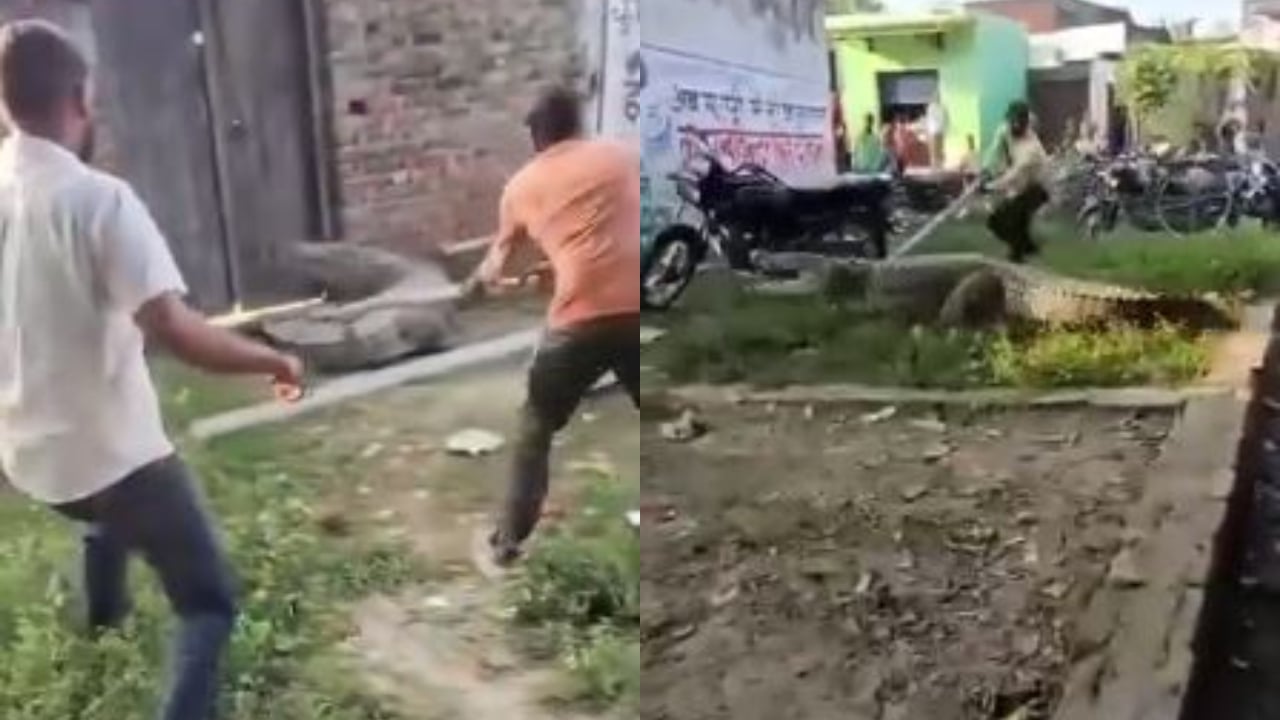 Massive crocodile enters residential area in Shahjahanpur