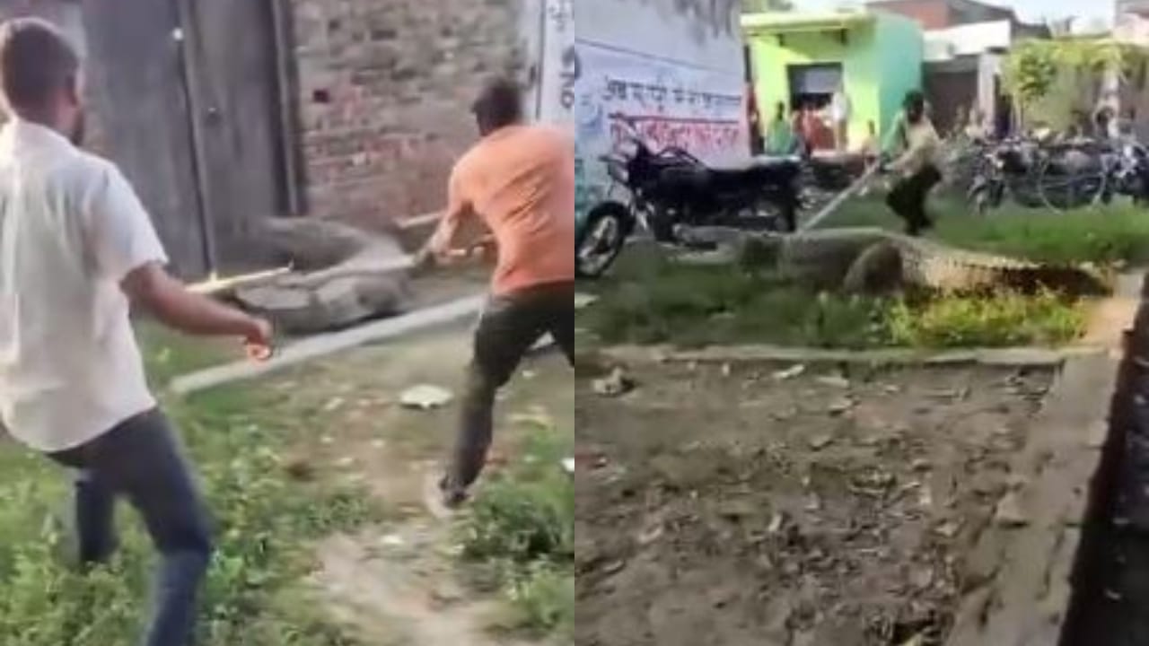 कड़ी मशक्कत के बाद पकड़ा गया मगरमच्छ