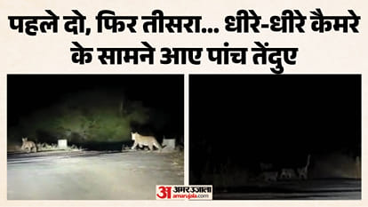 कैमरे में कैद हुए पांच तेंदुए
