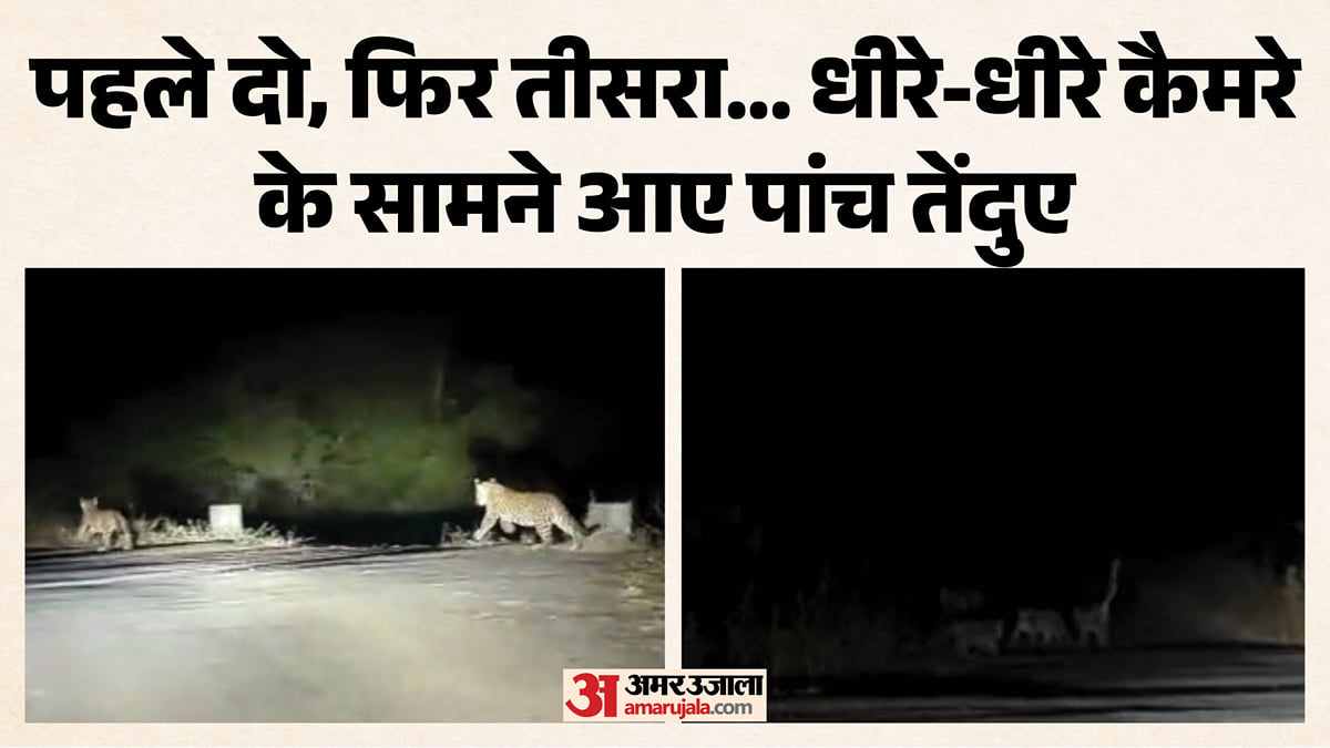 एनसीआर में दिखे पांच तेंदुए: कार की रोशनी में सड़क पार करते नजर आए, वीडियो देखकर सहम जाएगा दिल