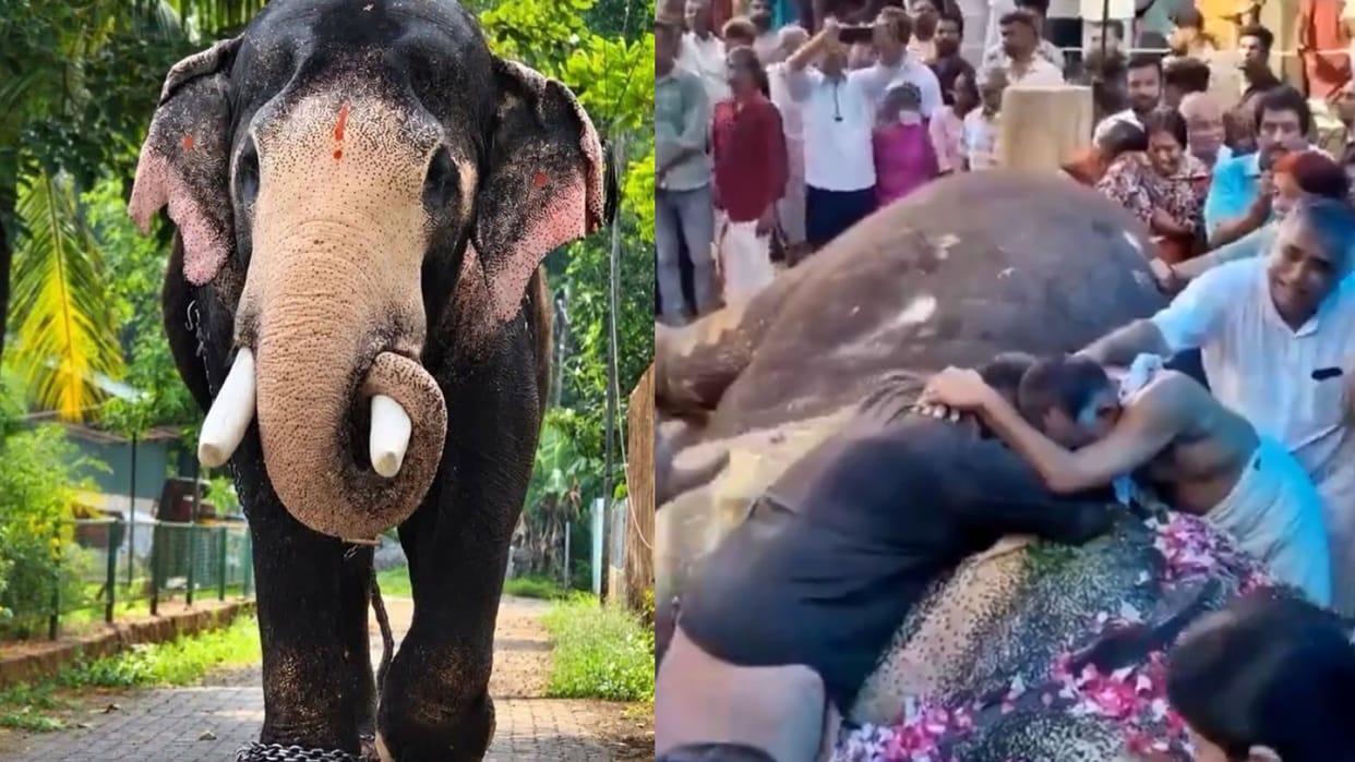 Keralam Elephant Pallattu Brahmadathan Emotional Final Farewell Video Who Died Struck By Lightning Thrissur